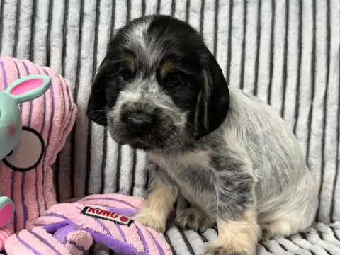 Cocker Spaniel Anglais  Chiot N°1 Du Moulin De Madjur 8bd2d photo 2