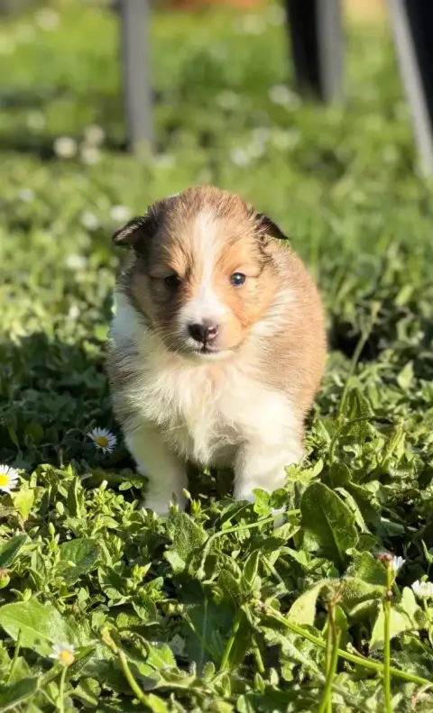 Shetland Sheepdog  Verte Des Comètes Du Verger photo 2