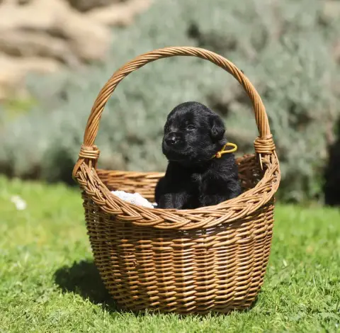 Labrador Retriever  Collier Jaune Du Bois De L'Ayade 15581