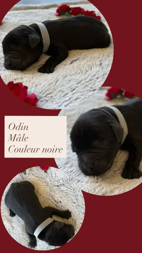 Labrador Retriever  Odin Du Domaine Des Belles Aubois 994c3