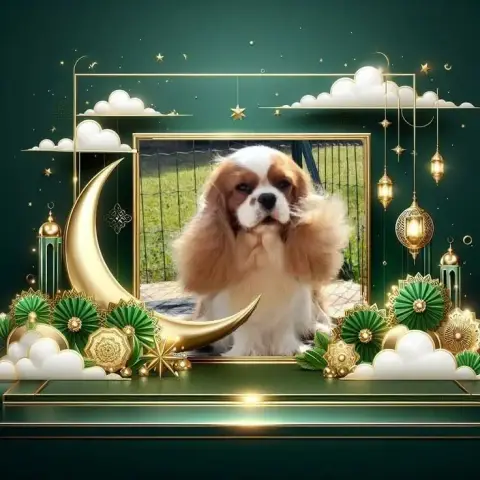 Cavalier King Charles Spaniel  Chiot N°2 Des Princes  e6feb photo 2