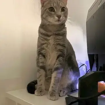 Grisou - Jeune Chat Dynamique