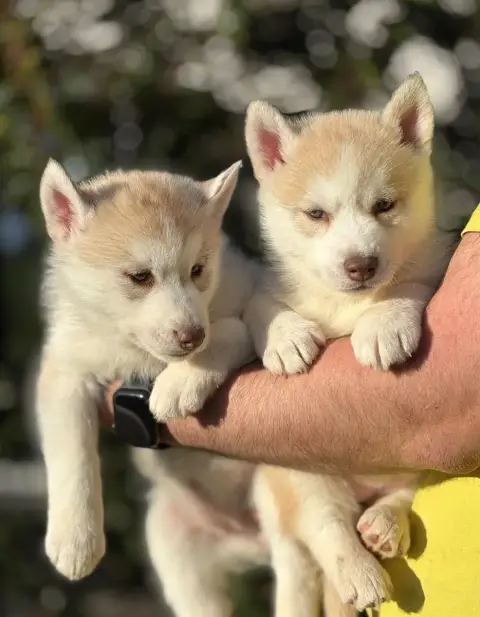 Siberian Husky  Chiot 3 Du Royaume Des Horizons D'Or b44a5 photo 2