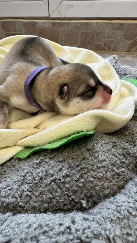 Siberian Husky  Bubblegum Des Loups De La Sainte Baum 124d6