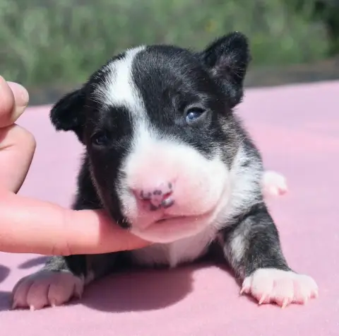 Bull Terrier Miniature photo 2