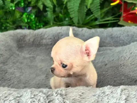 Chihuahua  Petite photo 2