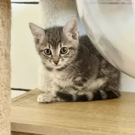 Chat Fleurette À L Adoption