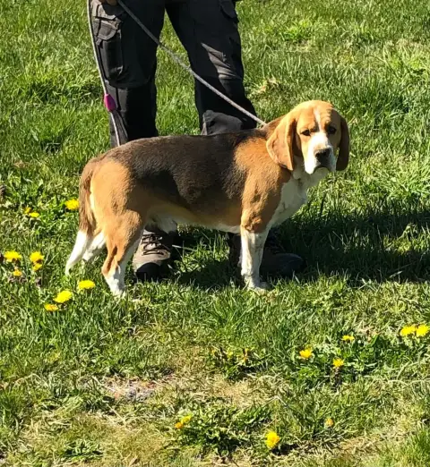 Beagle  Astro Des Ronciers Pourpres photo 2