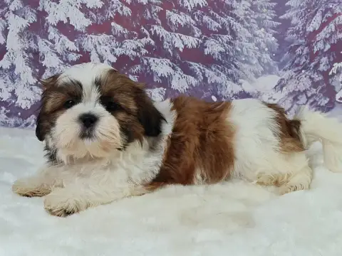 Shih Tzu  Aron Du Mont De La Chenaie photo 2