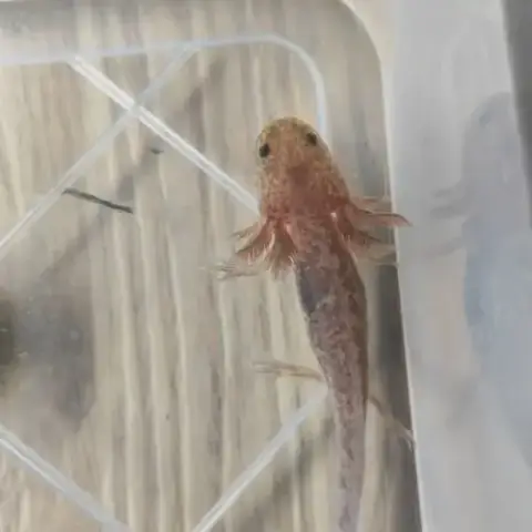 Axolotls Différentes Mutations
