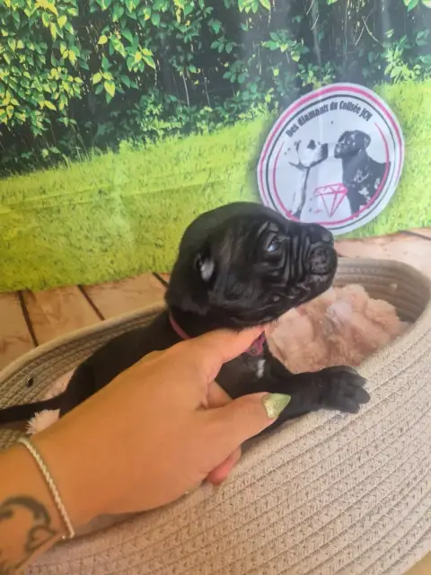 Cane Corso  Chiot N°10 Des Diamants Du Colisée Jcm