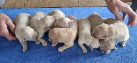 Golden Retriever  Chiot 5 Des Hirondelles Du Voyage 9a191