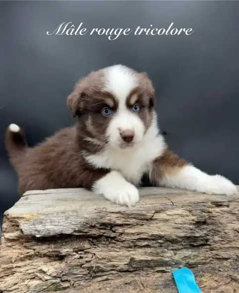 Berger Américain Miniature  Chiot N°8 Des Joyaux Des  65976