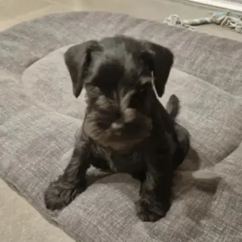 Mâle Schnauzer Nain Noir À Vendre