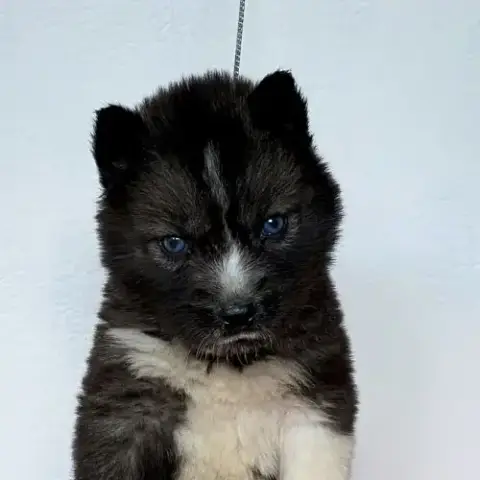Chiots Husky A Réserver