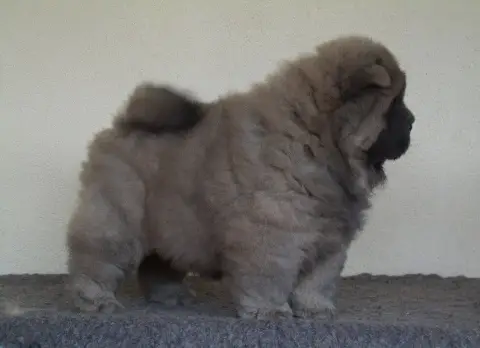 Chow Chow  Booba Du Clos Sara photo 3
