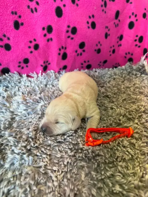 Golden Retriever  Collier Orange Des Gardiennes De La dd50f