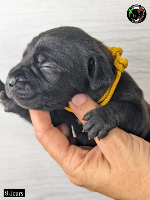 Cane Corso 
                        Collier Jaune Tax ca997