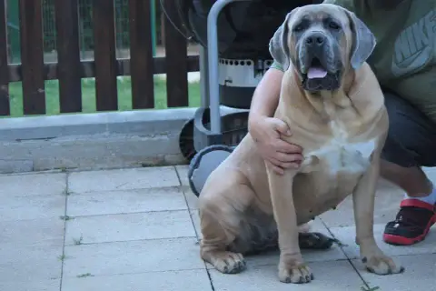 Cane Corso  Prénom Libre Des Terres Des Forges photo 2