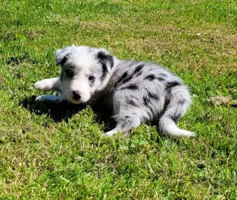 Border Collie photo 2