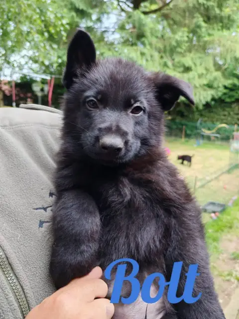 Berger Allemand  Bolt Du Glaive Noir