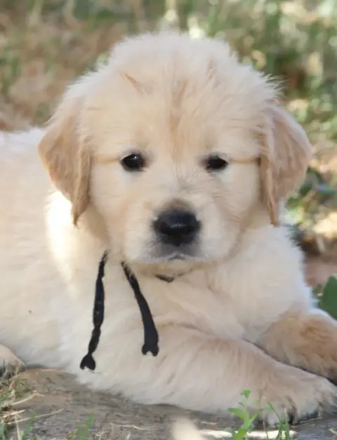 Golden Retriever  M Noir Des Grenouillettes Du Vexin 722ef
