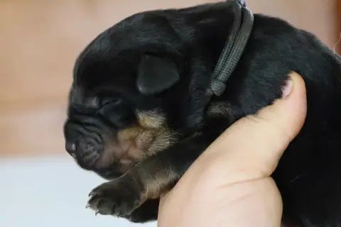 Rottweiler  Bjorn House Of Warrior