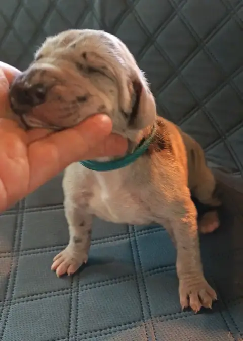 Dogue Allemand  Chiot N°1 Des Terres Du Grazo