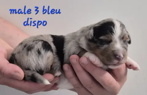 Berger Américain Miniature  Chiot N°3 Des Ecuries Du  1b0d8