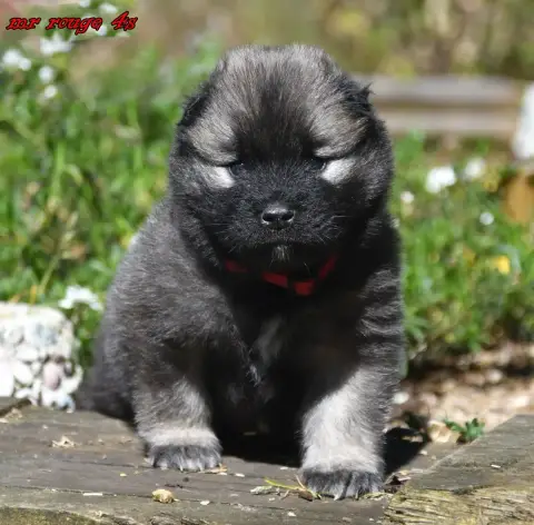 Eurasier  Chiot 3 Des Legendes De Retz photo 2