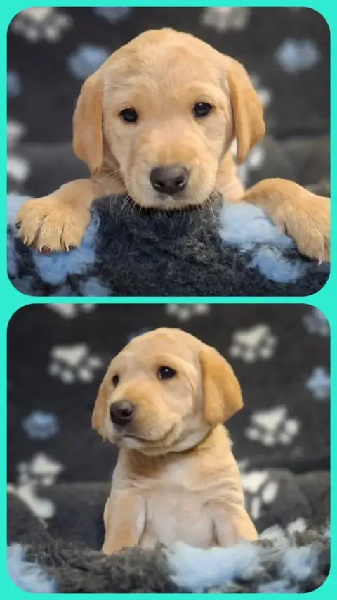 Labrador Retriever  Bbbbb Bleu Ciel De Ma Campagne Do 62320