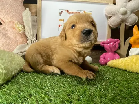Golden Retriever  Chiot N°7 Des Étoiles De Woodcock 319c0