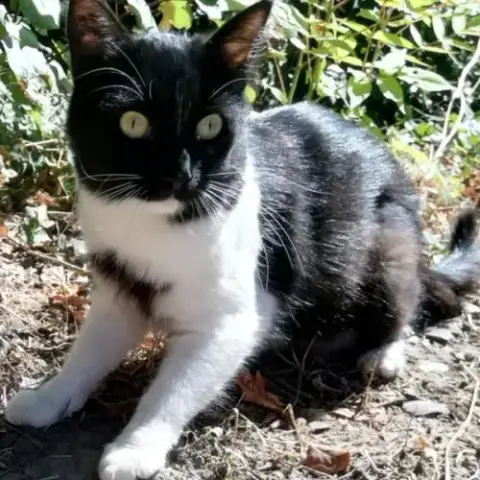 Chatte Vanille