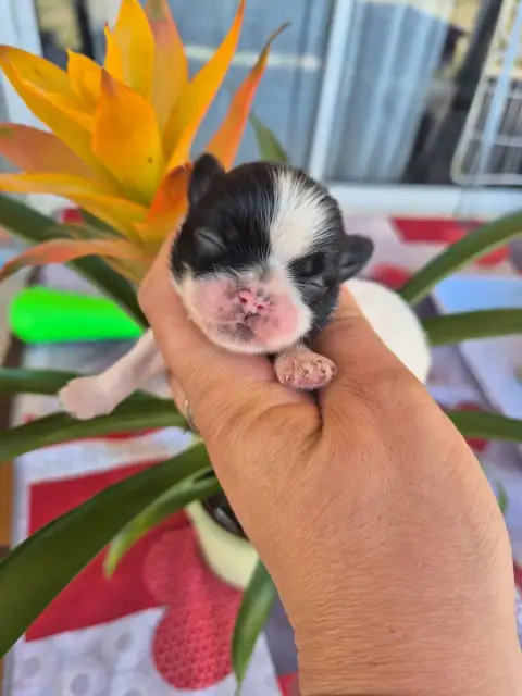 Shih Tzu  Chiot N°3 De La Plaine Du Jaelma