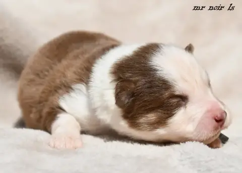 Laika De Iakoutie  Chiot 6 Des Legendes De Retz
