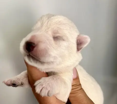 Adopter West Highland White Terrier 
                         b8b51