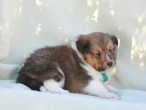 Shetland Sheepdog  Chiot N°1 Du Sapin Vert photo 2