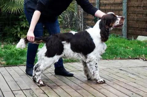 English Springer Spaniel  Aby Du Royaume Des Bouviers 38b41