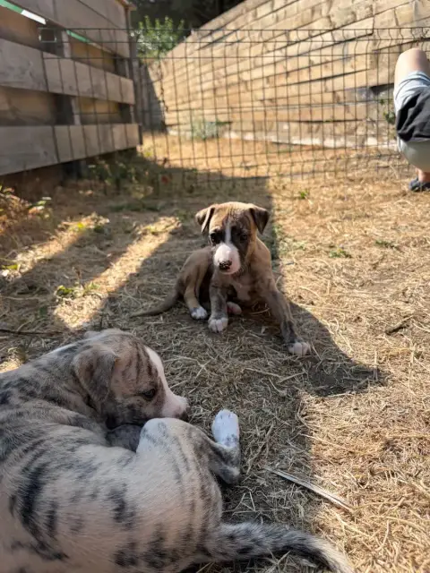 Whippet 
                        Chiot N°4 Des Soft M f7025 photo 3