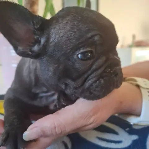Bouledogue Français  B Du Monde De Cali photo 2