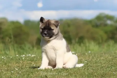 Akita Americain  Be My Girl Des Gardiens De La Cigogn 3dae6 photo 2