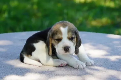 Beagle  Chiot N°1 Forgiveness American Dog photo 2