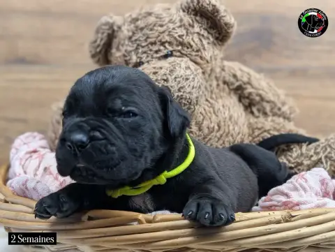 Cane Corso  Collier Jaune Fluo De La Treizieme Legion 70e30 photo 2