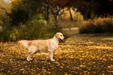 Golden Retriever  Goldheaven Gold Heaven photo 3