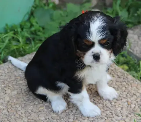 Cavalier King Charles Spaniel  Chiot N°3 Du Domaine D 21a80 photo 3