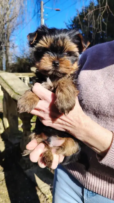 Yorkshire Terrier  Apollon Des Merveilles De Juliette bdad7 photo 3