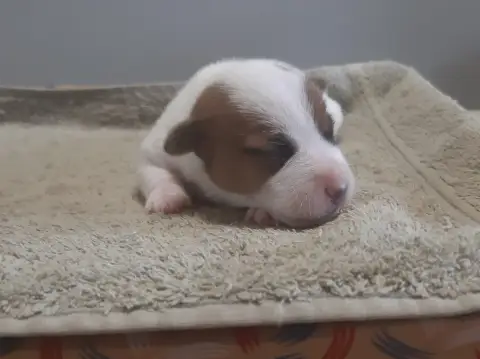 Jack Russell Terrier  Chiot 4 Du Clos D'Allinge