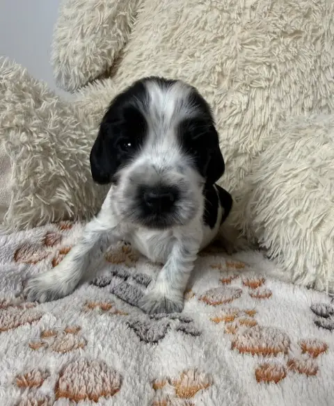 Cocker Spaniel Anglais  Chiot N°4 Des Moulins Etoilés 13f5f