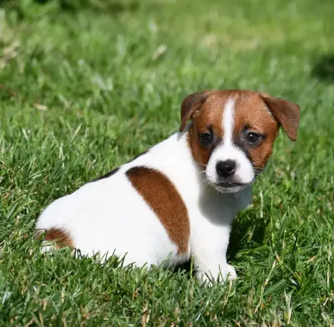 Jack Russell Terrier photo 2
