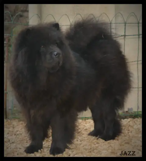 Chow Chow  Bastien Du Domaine Saint Joseph Du Roc photo 2